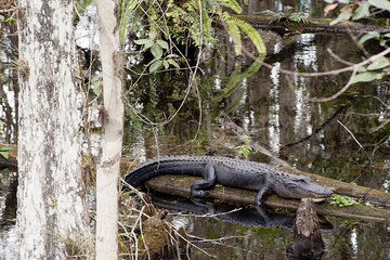 Alligator resting on tree trunk in Everglades National Park  Florida  USA