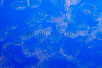 Transparent jellyfish against blue background