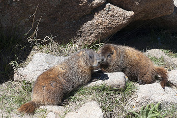 Yellow-bellied marmots (Marmota flaviventris)  Rocky Mountain National Park  Colorado  USA