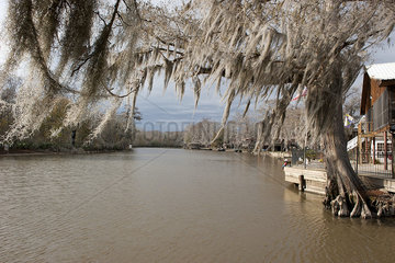 Spanish moss growing on cypress tree along river