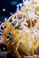 Clownfish (also called anemonefish) swimming near sea anemone