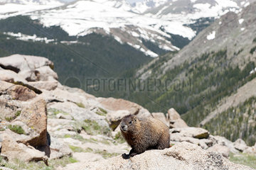 Yellow-bellied marmot (Marmota flaviventris)  Rocky Mountain National Park  Colorado  USA