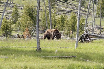 Grizzly bear in Yellowstone National Park  Wyoming  USA
