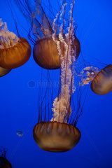 Pacific sea nettle jellyfish (Chrysaora fuscescens)