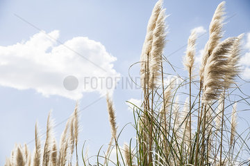 Tall grass against blue sky dotted with clouds