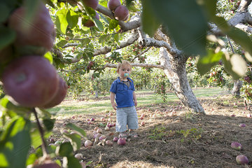 Toddler boy standing under apple tree