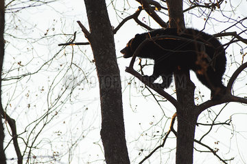 Black bear climbing tree