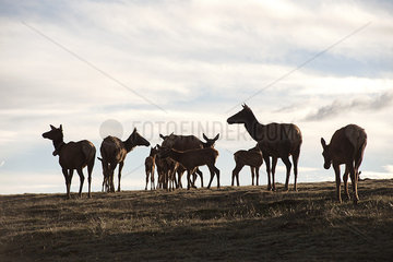 Female and juvenile elk  Rocky Mountain National Park  Colorado  USA