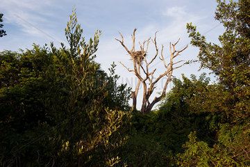 Bird's nest in tree  Everglades National Park  Florida  USA