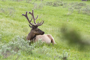 Elk bull resting in Yellowstone National Park  Wyoming  USA