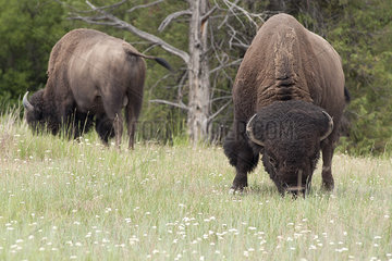 American bison grazing in the National Bison Range  Montana  USA