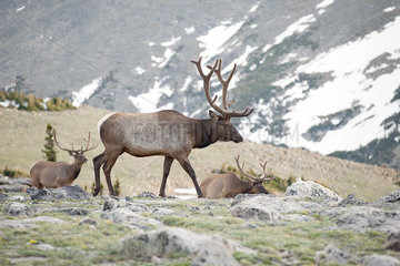 Elk bulls  Rocky Mountain National Park  Colorado  USA
