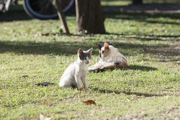 Cats in the backyard