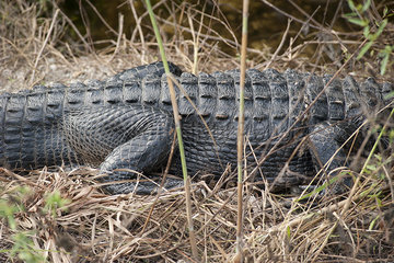 View of alligator's mid section