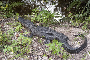 Alligator  Everglades National Park  Florida  USA