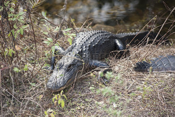 Alligator in Everglades National Park  Florida  USA