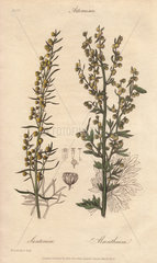 Levant wormseed  Artemisia cina  and ground wormwood  Artemisia absinthium