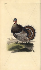 Wild turkey from Edward Donovan's Natural History of British Birds  London  1818.