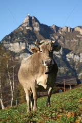 Eggbergen  Schweiz  Kuh vor dem Berg Rophaien