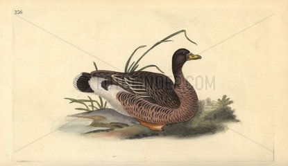 Greylag goose from Edward Donovan's Natural History of British Birds  London  1818.