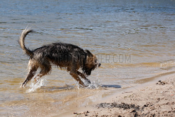 Berlin  Deutschland  ein Mischlingshund im Wasser am Grunewaldsee