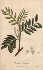 Mastic  Pistacia lentiscus