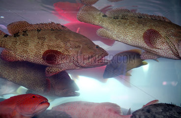 Hong Kong  China  Fische in einem Aquarium