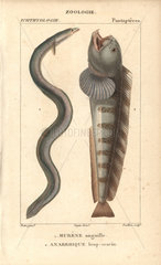 European eel (critically endangered) and wolf-fish