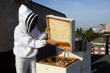 Berlin  Deutschland  Imkerin fegt Bienen zurueck in die Bienenbeute