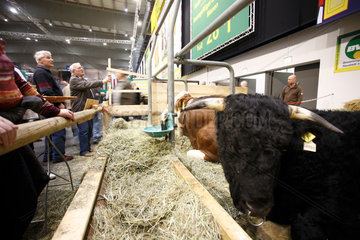Berlin  Deutschland  Besucher betrachten Rinder auf der Gruenen Woche
