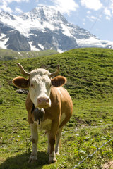 Lauterbrunnental  Schweiz  Kuh im Lauterbrunnental