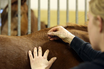 Neuenhagen  Deutschland  Akupunkteurin behandelt ein Pferd