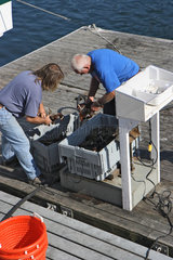 Bar Harbor  USA  zwei Fischer wiegen den gefangenen Hummer im Hafen