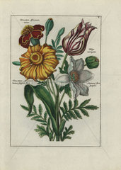 Bouquet of tansies  tulip and anemones from Nederlandsch Bloemwerk 1794.