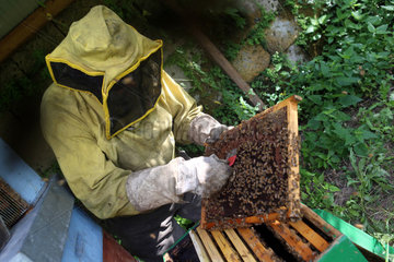 Castel Giorgio  Italien  Imker Reinhard Rohrwacher kontrolliert eine Honigwabe