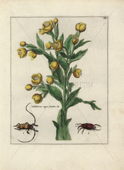 Stinking hellebore  Helleborus niger foetidus  from Nederlandsch Bloemwerk (Dutch Flower Arrangements)  Amsterdam  J.B. Elwe  1794.