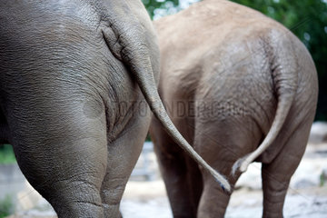 Berlin  Deutschland  Rueckansicht zweier asiatischer Elefanten