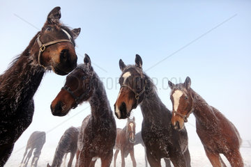 Graditz  Deutschland  Pferde im Winter mit vereistem Fell