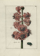 Augustus Rex hyacinth from Nederlandsch Bloemwerk 1794.