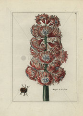 Hyacinth  Marquis de la Ceste from Nederlansch Bloemwerk 1794.