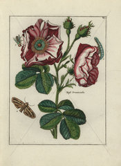 Rose  Rosa provincialis  from Nederlandsch Bloemwerk 1794.