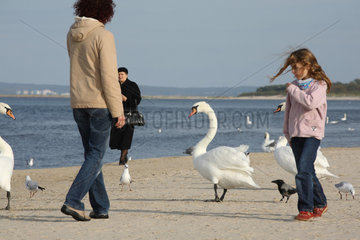 Swinemuende  Polen  Menschen fuettern Schwaene am Strand
