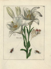 White lily  Lilium album  from Nederlandsch Bloemwerk (Dutch Flower Arrangements)  Amsterdam  J.B. Elwe  1794