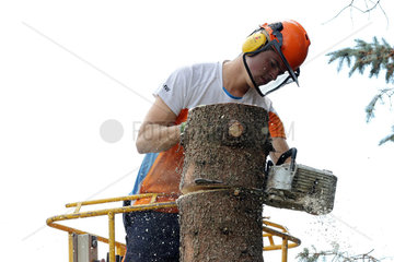 Magdeburg  Deutschland  Holzfaeller zerlegt von einer Hebebuehne aus einen Baumstamm