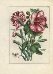 Carnation  Caryophyllus maximus ruber  and hollyhock  Alcea syriaca  from Nederlandsch Bloemwerk 1794.