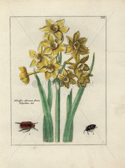 Daffodils  Narcissus Africanus  from Nederlandsch Bloemwerk  1794.