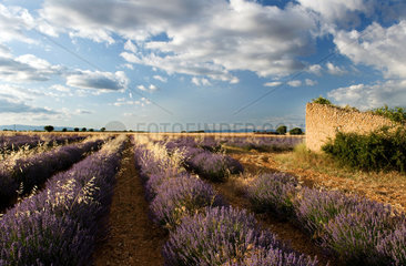 Plateau de Valensole  Frankreich  ein bluehendes Lavendelfeld