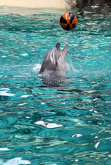 Muenster  Deutschland  Delfin spielt mit einem Ball