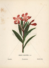Oleander  Nerium oleander
