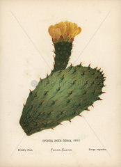 Prickly pear  Opuntia ficus indica